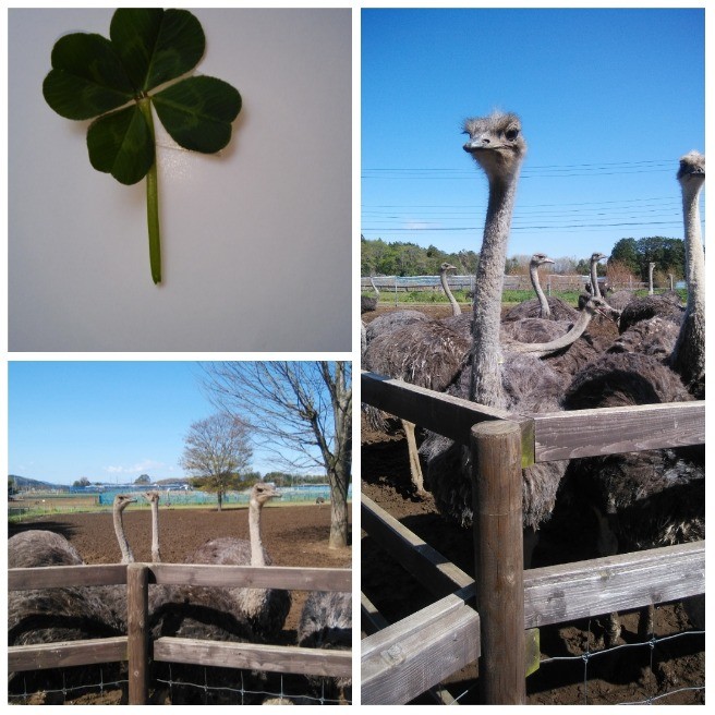 ダチヨウと お花他 らくらくコミュニティ