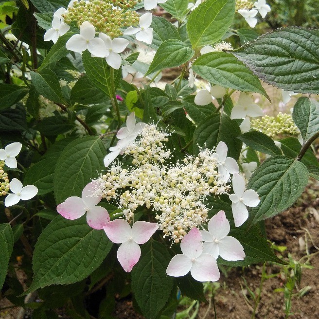 楚々とした山紫陽花3種 花 家庭菜園 らくらくコミュニティ