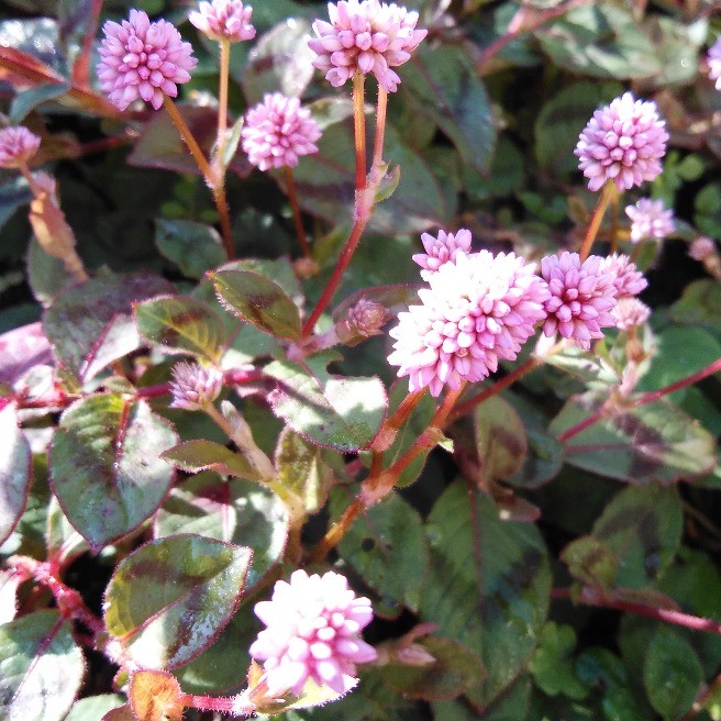 こんぺい糖草 花 家庭菜園 らくらくコミュニティ