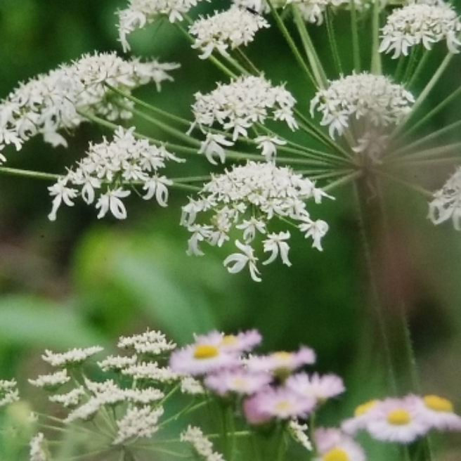 クロニンジンの花 花 家庭菜園 らくらくコミュニティ