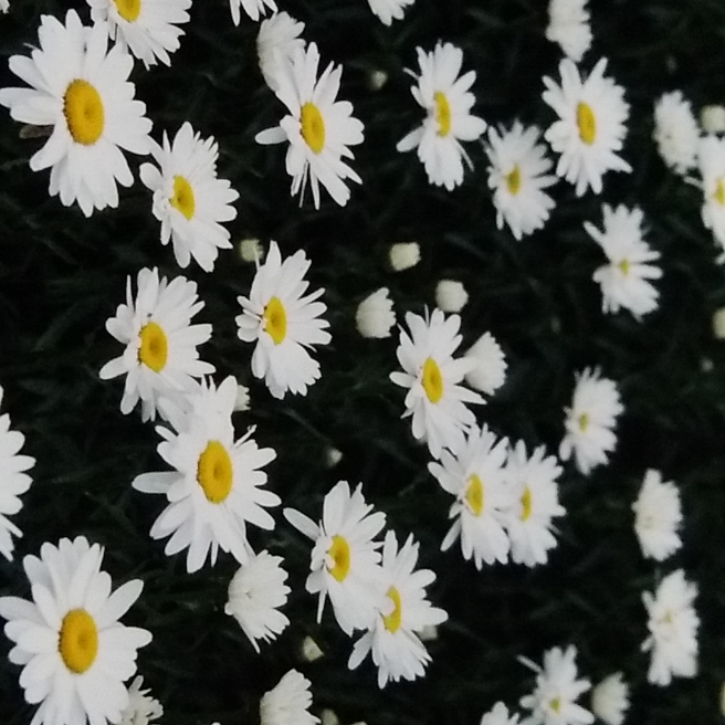 クロニンジンの花 花 家庭菜園 らくらくコミュニティ クロニンジンの花 花 家庭菜園 らくらくコミュニティ