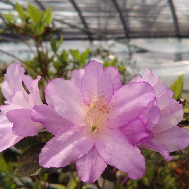 今を🎏盛りに咲く躑躅の花達💟💜💗パート1✨｜花・家庭菜園｜らくらく ...