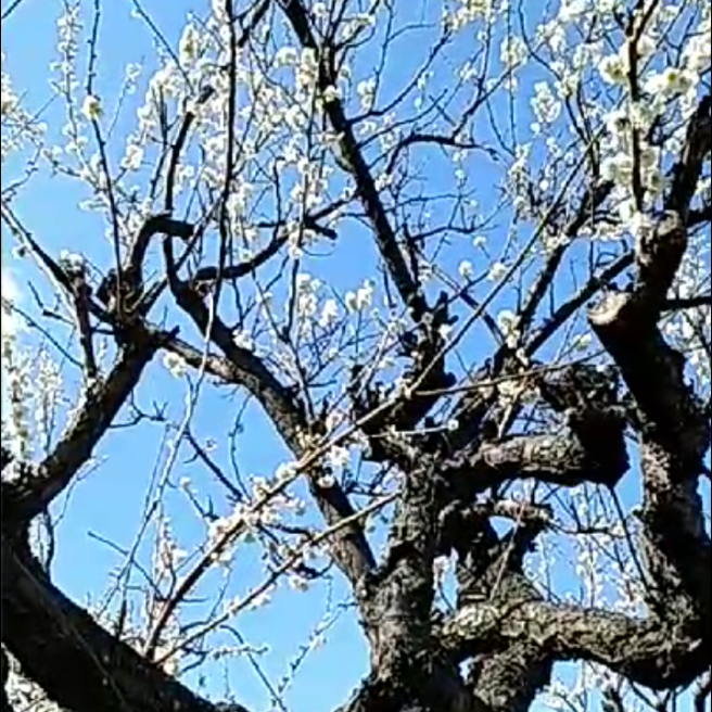 庭の木🌲花🌺草🍀 五頭龍のような古木✨白龍梅🐉💐 見頃満開✨ 舞い