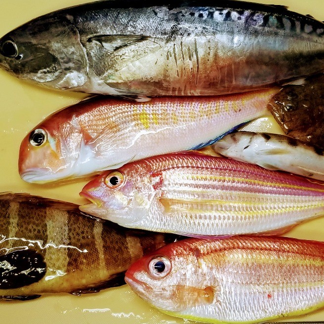 六目魚の刺身とアクアパッツァ 釣った魚 料理シリーズ らくらくコミュニティ