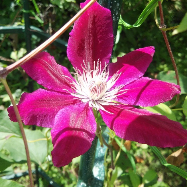 クレマチス ドクター ラッペル ハンゲショウ ビヨウヤナギ 花 家庭菜園 らくらくコミュニティ