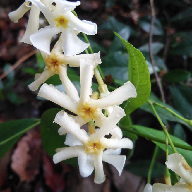 テイカカズラ 定家葛 花 家庭菜園 らくらくコミュニティ