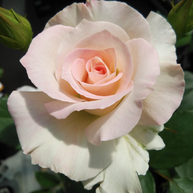 💠ホームセンターのバラ🌹🌿、キンリョウヘン(金稜辺)🌿｜花・家庭菜園