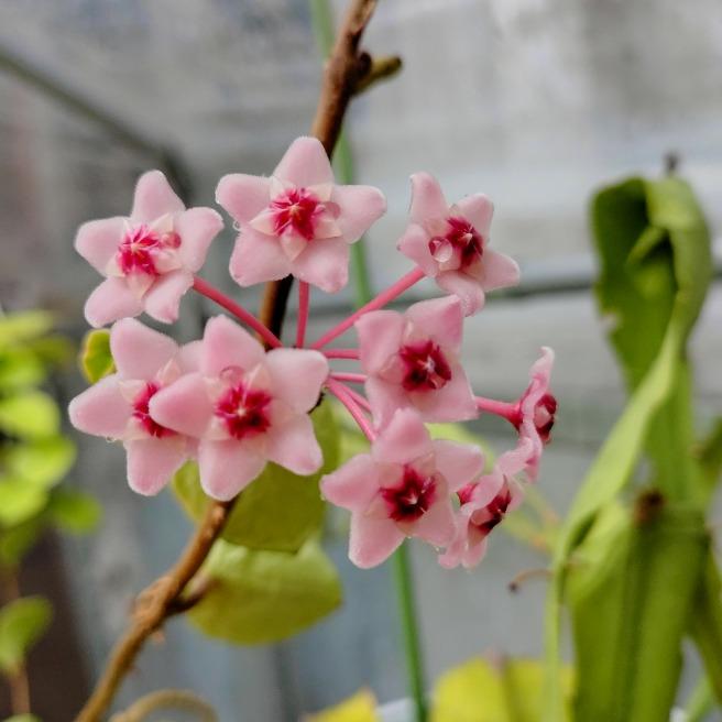 💠ホームセンターのバラ🌹🌿、キンリョウヘン(金稜辺)🌿｜花・家庭菜園
