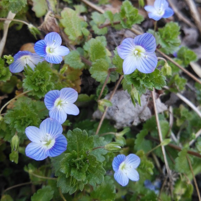 似てる花2つとｵﾏｹ 花 家庭菜園 らくらくコミュニティ