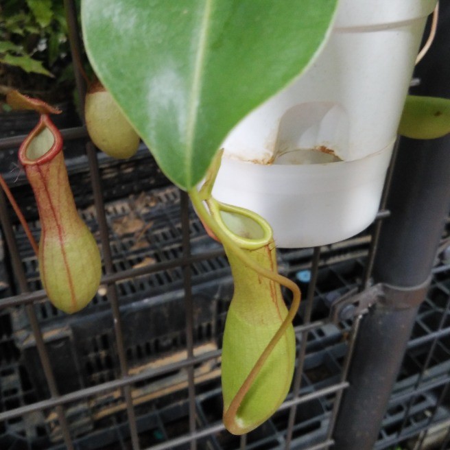 食虫植物 ウツボカズラ 花 家庭菜園 らくらくコミュニティ