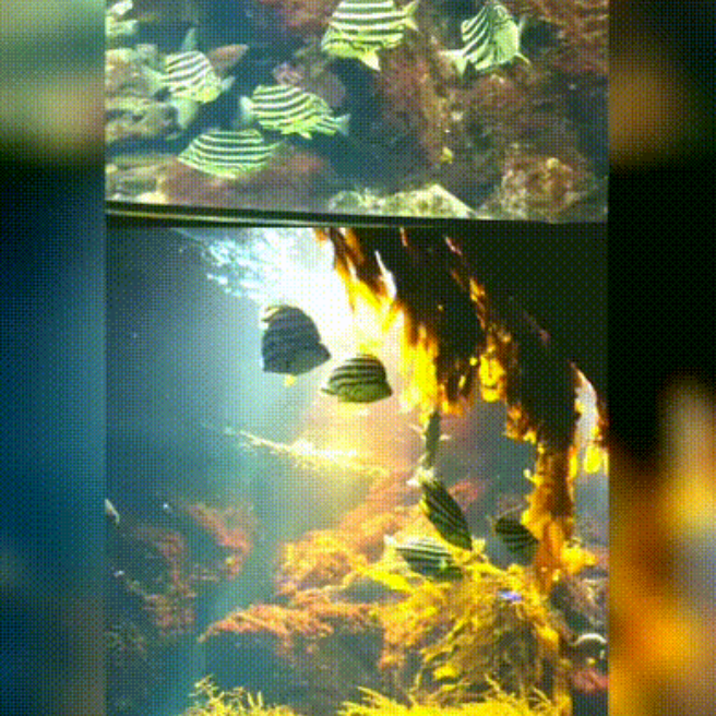 新江ノ島水族館 107 駕籠担鯛 龍鱗おらんだ ローズテールオランダ キャノンボールジェリー らくらくコミュニティ