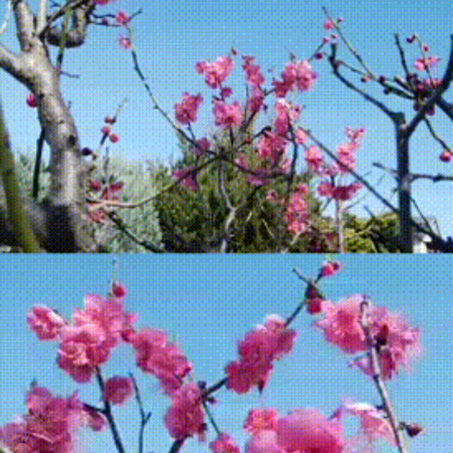 春の訪れを告げる 花木 草花 庭の老紅梅 蕗の薹 蕗の葉 白桃色の梅の花 白桃梅 らくらくコミュニティ