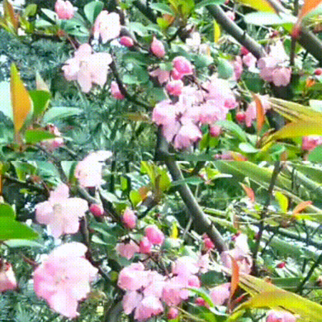 庭の木 花 草 ハナカイドウ ドウダンツツジ ホンコンドウダンツツジ 桜の木 白花 満開 花 家庭菜園 らくらくコミュニティ