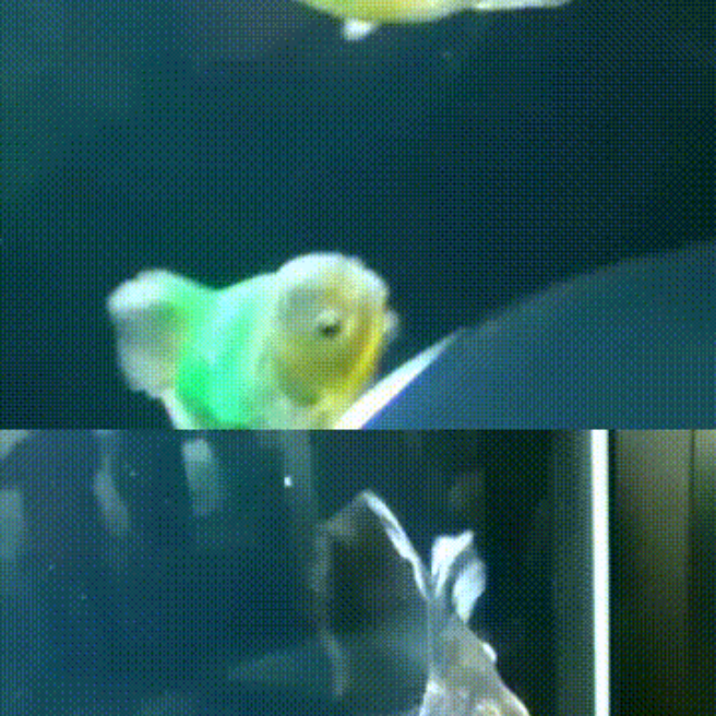 新江ノ島水族館 107 駕籠担鯛 龍鱗おらんだ ローズテールオランダ キャノンボールジェリー らくらくコミュニティ