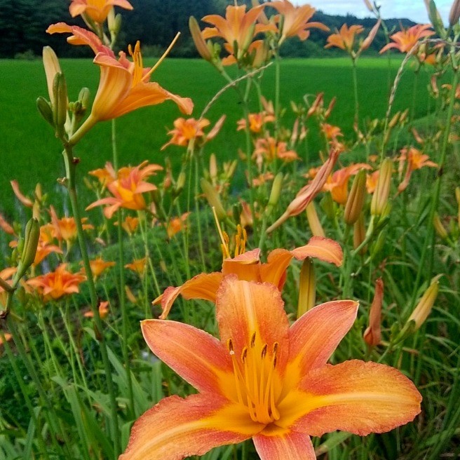 7月 雨降り花 写真イベント らくらくコミュニティ