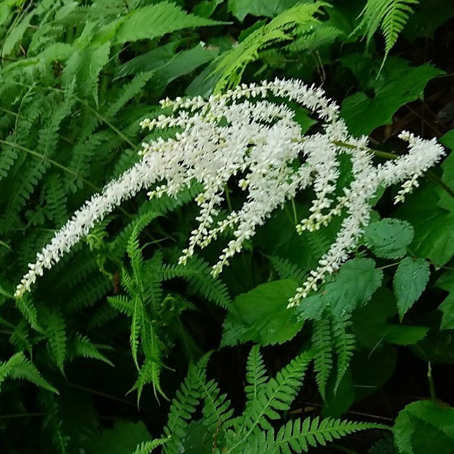 野に咲く白い花達 花 家庭菜園 らくらくコミュニティ