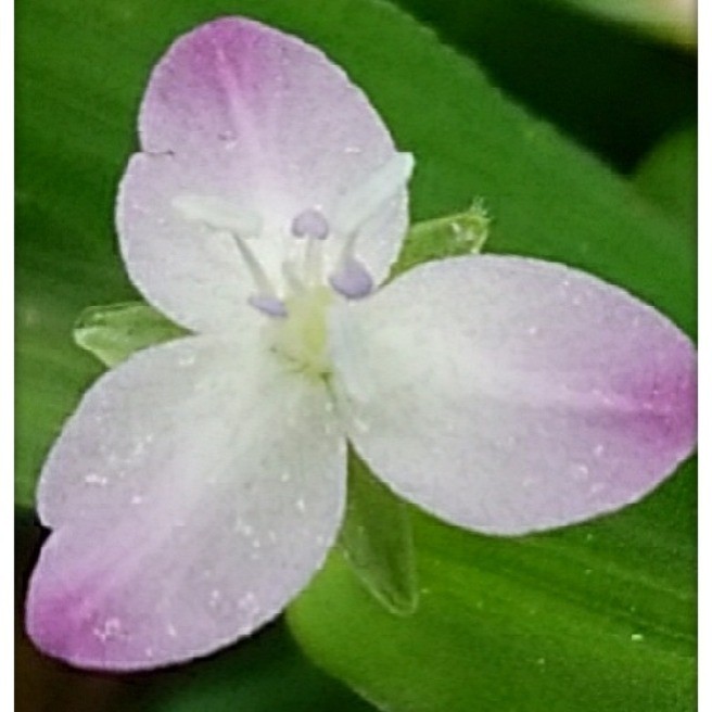 湿地に咲く花達 花 家庭菜園 らくらくコミュニティ