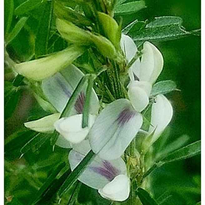 野山のマメ科の白い花達 花 家庭菜園 らくらくコミュニティ