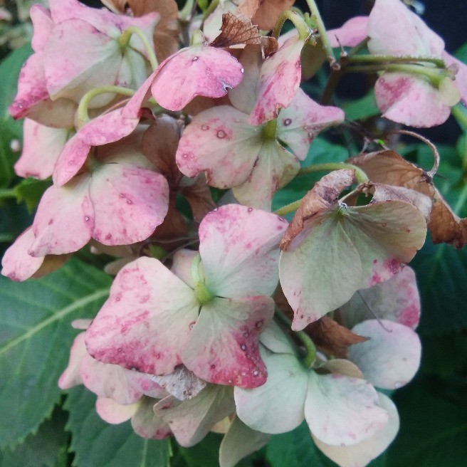 秋 紫陽花 では無いですよね 花 家庭菜園 らくらくコミュニティ