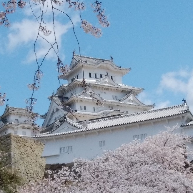 この春の 姫路城 と桜 花 家庭菜園 らくらくコミュニティ