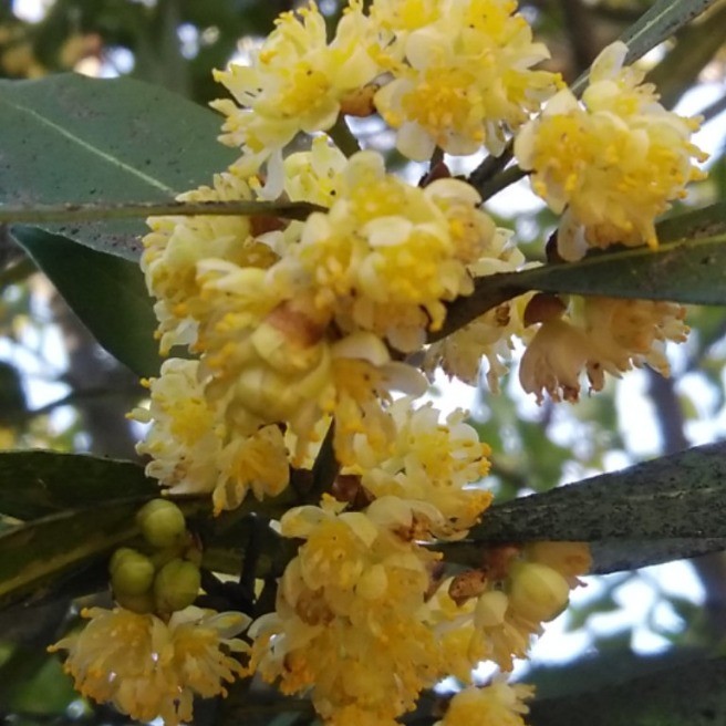 月桂樹 ﾛｰﾘｴ の花 花 家庭菜園 らくらくコミュニティ