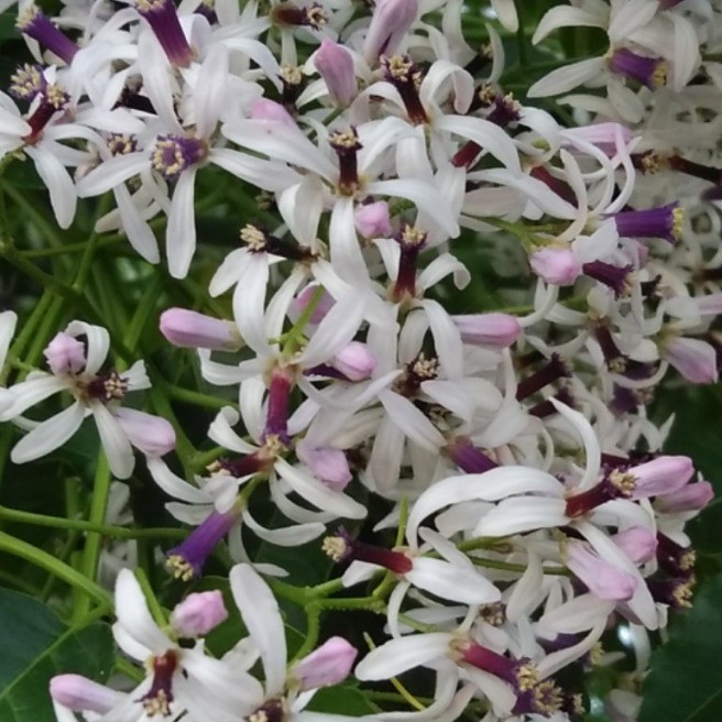 栴檀 ｾﾝﾀﾞﾝ 花 家庭菜園 らくらくコミュニティ