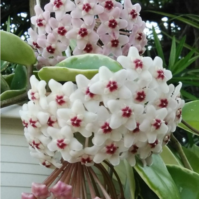 桜蘭 ｻｸﾗﾗﾝ 花 家庭菜園 らくらくコミュニティ