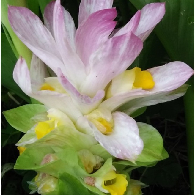 春ウコン 花 家庭菜園 らくらくコミュニティ