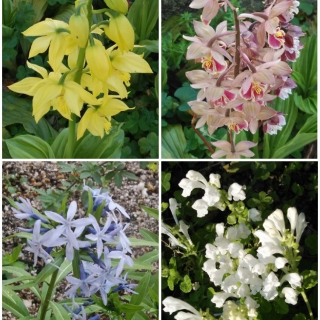 白山木 ﾊｸｻﾝﾎﾞｸ 花 家庭菜園 らくらくコミュニティ