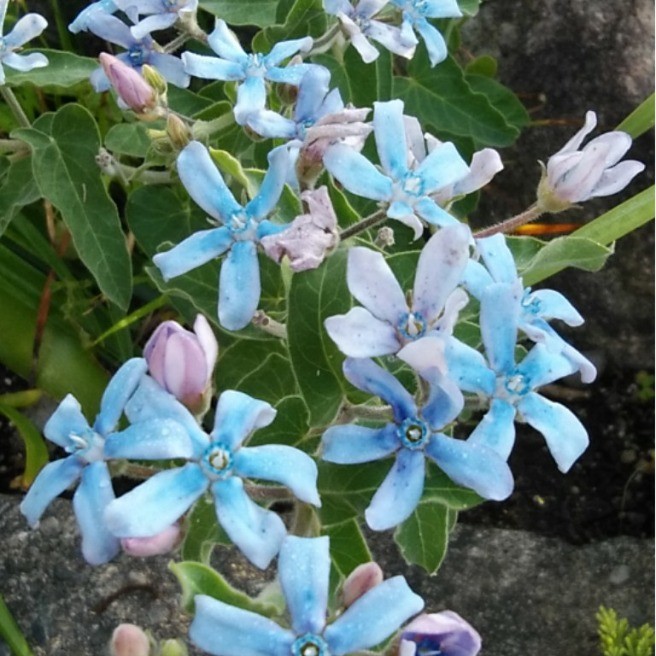 桜蘭 ｻｸﾗﾗﾝ 花 家庭菜園 らくらくコミュニティ