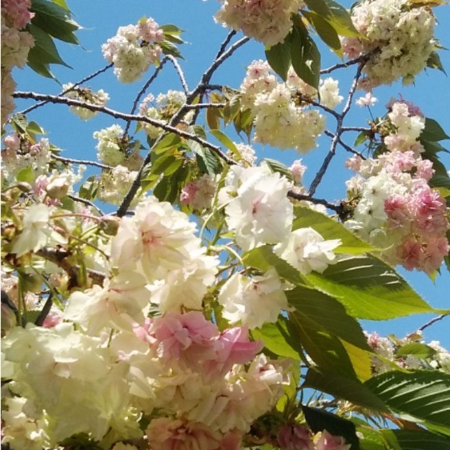 白山木 ﾊｸｻﾝﾎﾞｸ 花 家庭菜園 らくらくコミュニティ