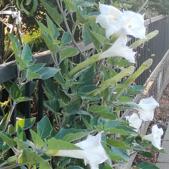 夕顔が らくらくコミュニティ