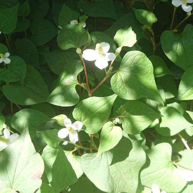 ドクダミと花言葉とその意味と 花 家庭菜園 らくらくコミュニティ