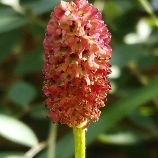 🔸吾亦紅🔸｜花・家庭菜園｜らくらくコミュニティ
