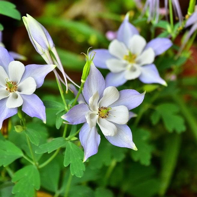 梅雨時期の花と実 花 家庭菜園 らくらくコミュニティ