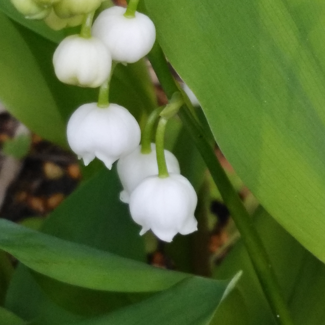 鈴に似た形をして下向きに咲く花 花 家庭菜園 らくらくコミュニティ