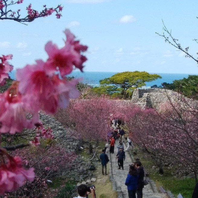 世界遺産 沖縄県今帰仁村 今帰仁グスク桜まつり に行きました 桜 に綺麗な海 らくらくコミュニティ