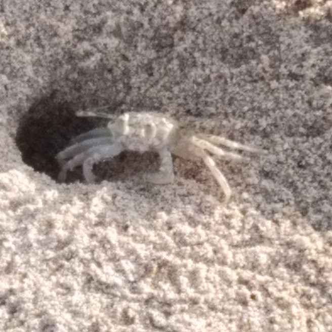 沖縄県名護市散歩 砂浜に穴が沢山 犯人がわかりました 花 家庭菜園 らくらくコミュニティ