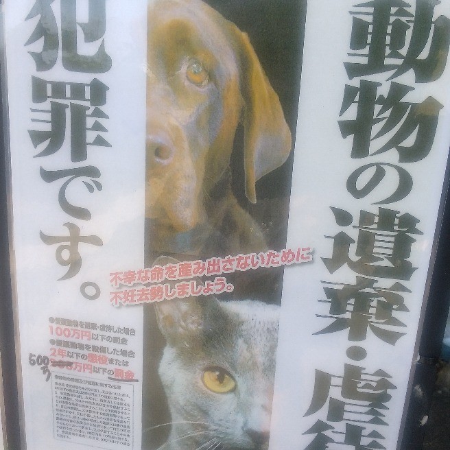 昨日は猫 の日でした 猫 犬 など捨てるのは犯罪で罰金もありますよ らくらくコミュニティ