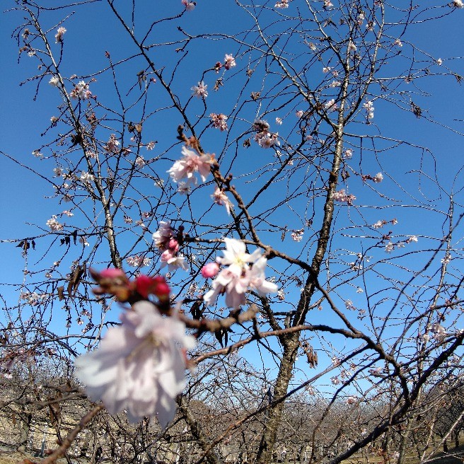 🌸大阪城公園の10月桜🌸｜空・散歩写真｜らくらくコミュニティ
