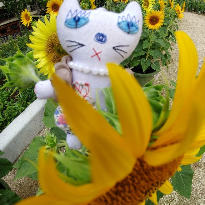 鉢植えのヒマワリ 花 家庭菜園 らくらくコミュニティ