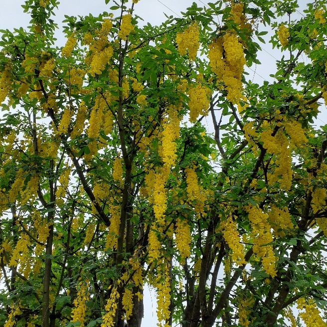 キングサリの大木 空 散歩写真 らくらくコミュニティ