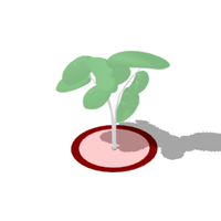 Tree Protection Zone