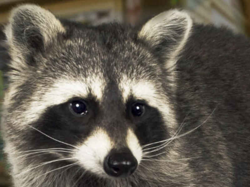 AAAC Wildlife Removal