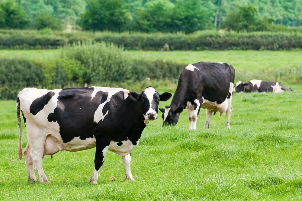 Hartpury University Pioneers Breeding Index For More Sustainable Dairy Cows hartpury-university-pioneers-breeding-index-for-more-sustainable-dairy-cows