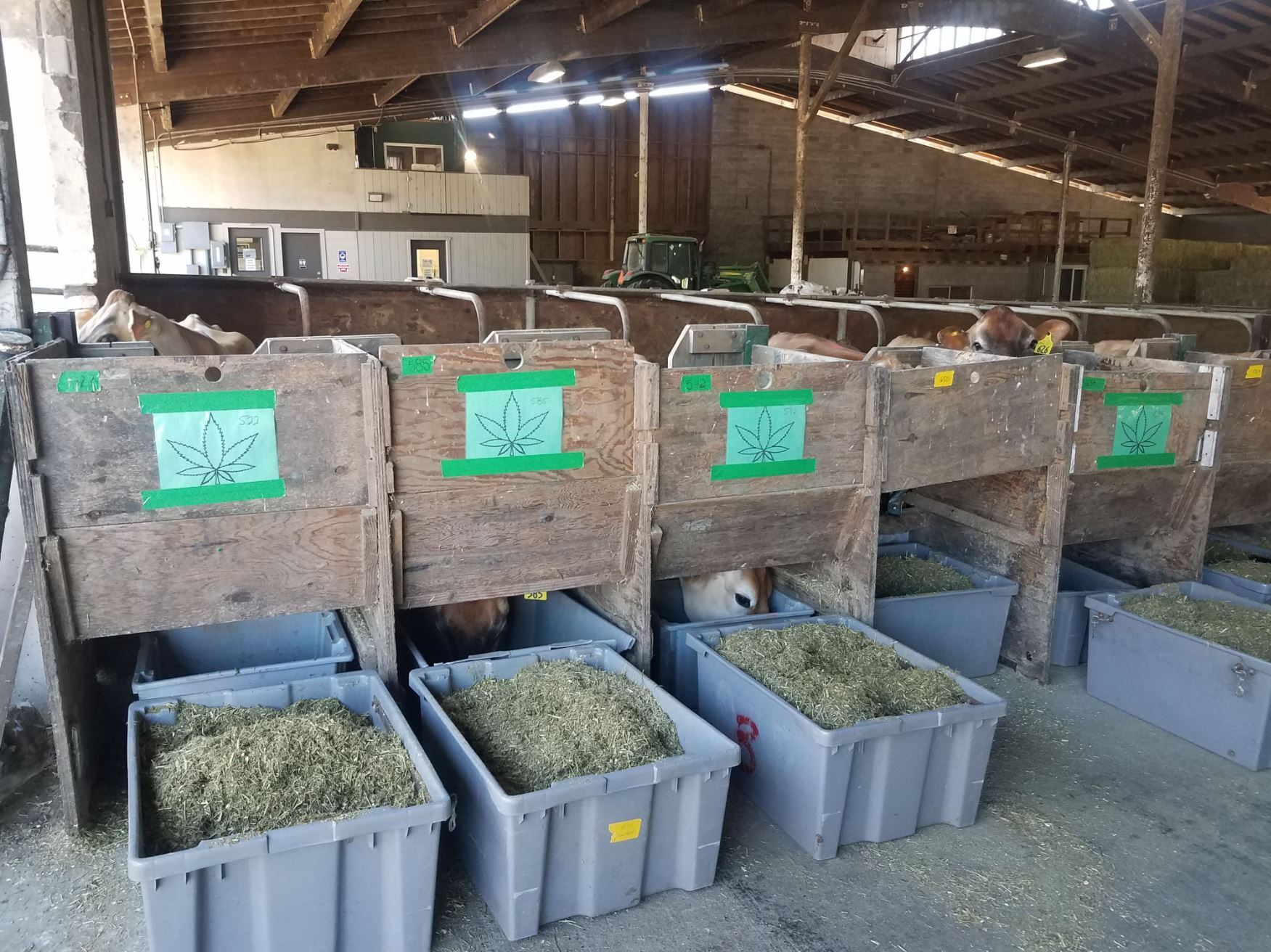 Spent hemp biomass Study shows it's a feed ingredient that supports milk production in dairy cows