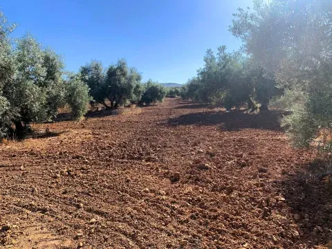 Finca rústica con olivar en venta en Loja | Granada - foto 4 de 7 (Loja)