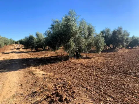 Finca rústica con olivar en venta en Loja | Granada - foto 3 de 7 (Loja)