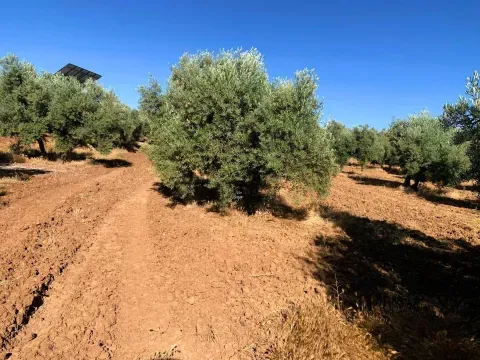 Finca rústica con olivar en venta en Loja | Granada - foto 5 de 7 (Loja)