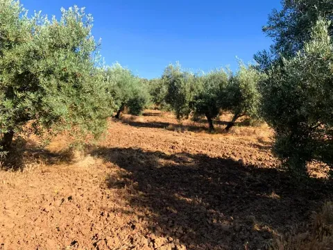 Finca rústica con olivar en venta en Loja | Granada - foto 2 de 7 (Loja)